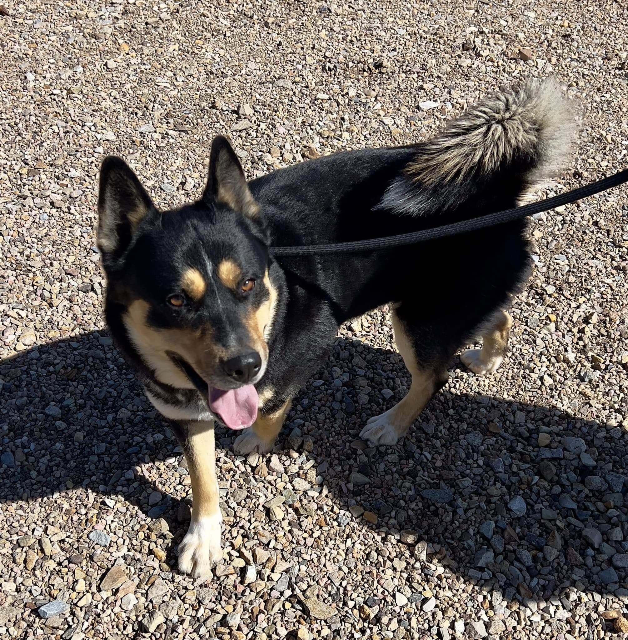 A dog at the Iron County Animal Shelter
